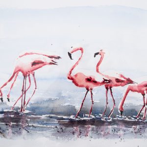 Flamingos