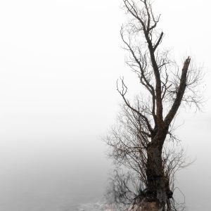 Baum im Nebel