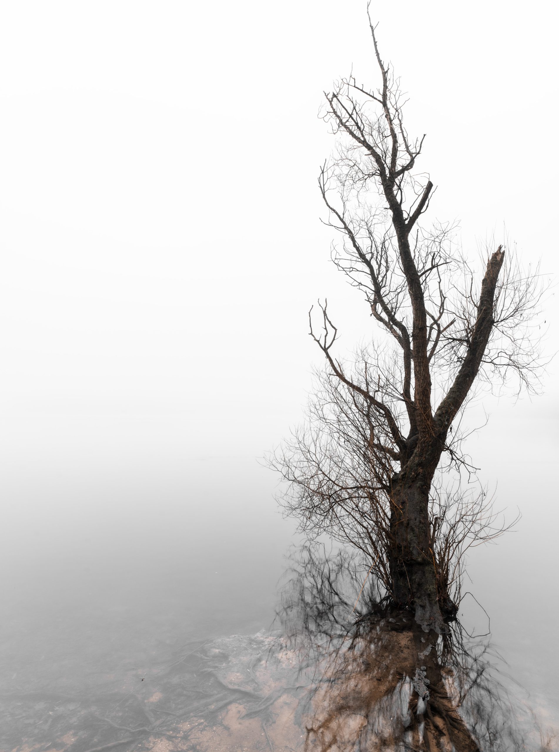 Baum im Nebel